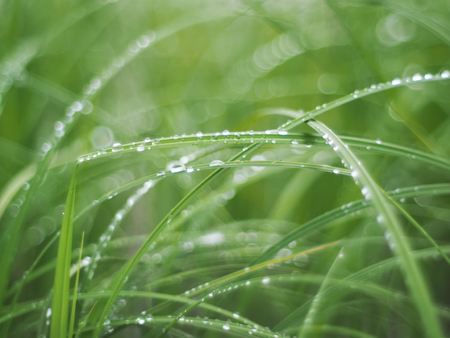 drops on grass
