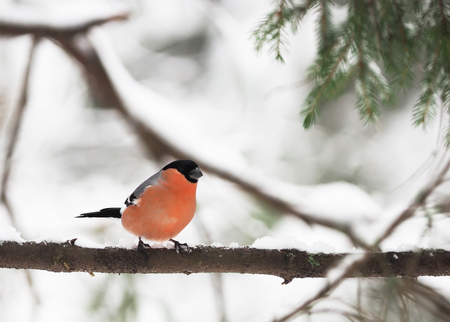 bullfinch in the forestの写真素材