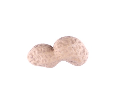 hazelnuts on a white background
