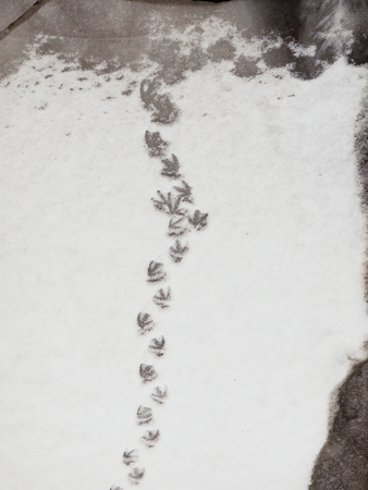 traces of ducks in the snowの写真素材