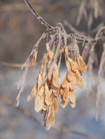 Maple seeds on a branch in winterの写真素材