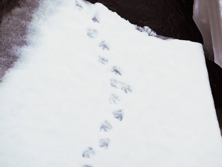traces of ducks in the snowの写真素材