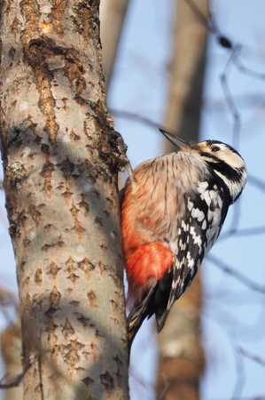 white-backed woodpecker in the woodsの写真素材