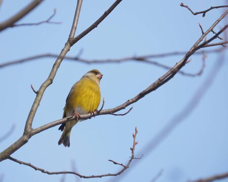 Bird of green (Carduelis chloris) on a treeの写真素材
