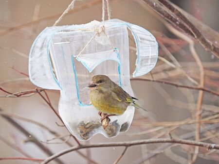Bird of green (Carduelis chloris) on a tree