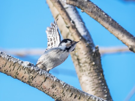 Female small woodpecker on a treeの写真素材
