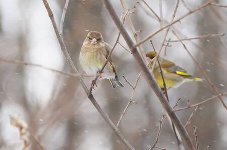 Bird of green (Carduelis chloris) on a treeの写真素材