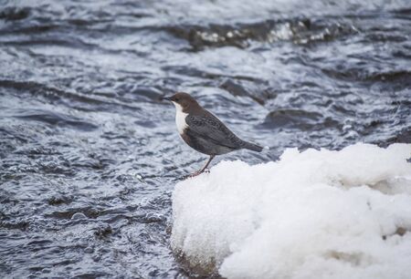 Dachshund on the river in winterの写真素材