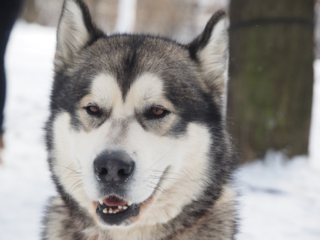 Malamute in the snowの写真素材
