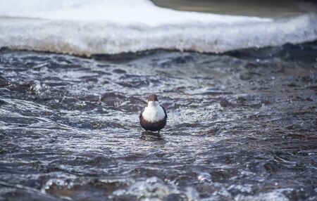 Dachshund on the river in winterの写真素材