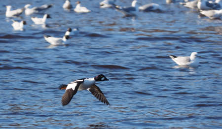 Duck Bucephala clangula on the riverの写真素材