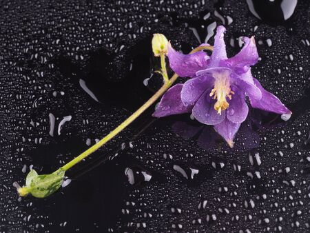 Aquilegia on a black backgroundの写真素材