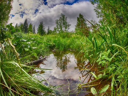 Puddle in the woods