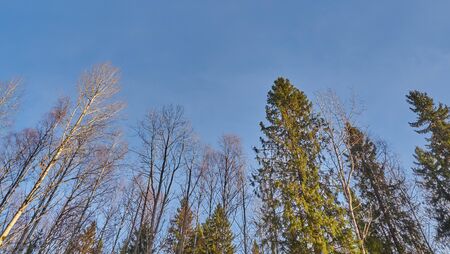 Trees in the forest from the bottom up