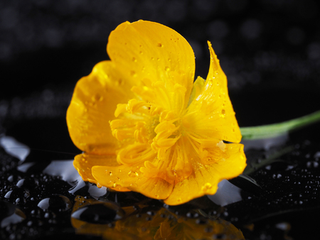 Yellow buttercup flower on a dark backgroundの写真素材