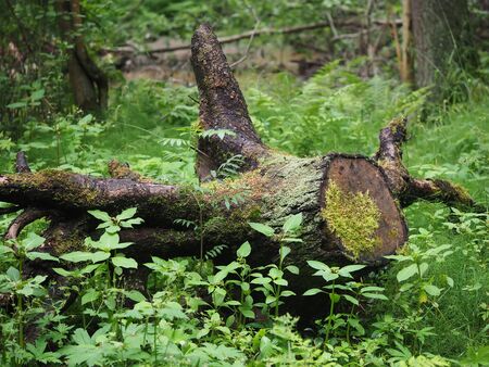 Old tree stump in the forestの写真素材