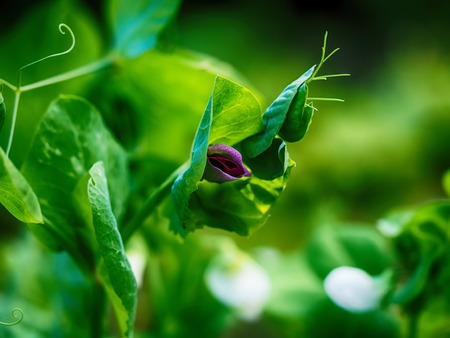 Pea plantの写真素材