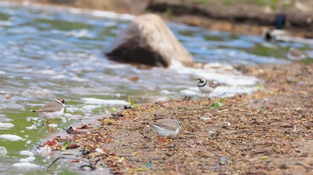 Sandpiper on the riverの写真素材