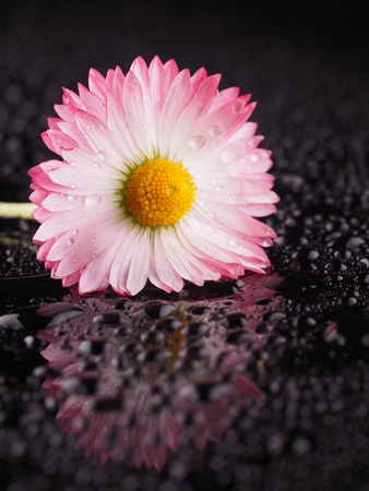 Pink camomile on a dark backgroundの写真素材