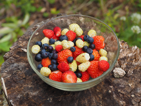 Berries on the grassの写真素材