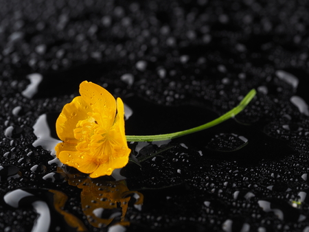 Yellow buttercup flower on a dark backgroundの写真素材