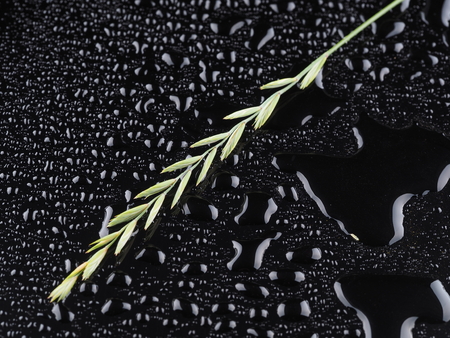 Cereal plant on a dark backgroundの写真素材