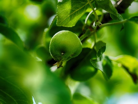 Apples on tree