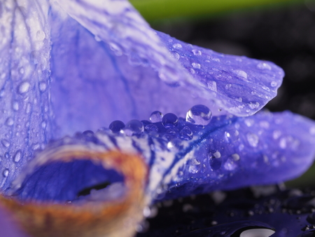 Blue irises on a dark backgroundの写真素材