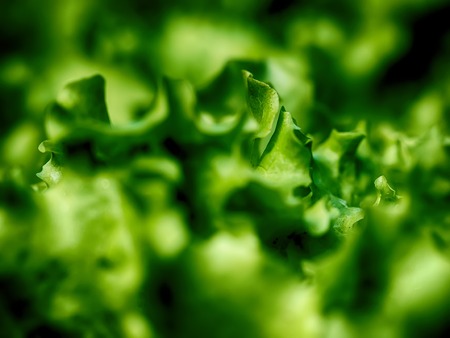 Lettuce leavesの写真素材
