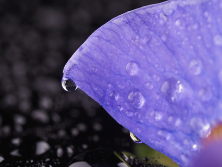 Blue irises on a dark backgroundの写真素材