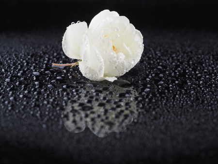 White wild rose flowers on a dark backgroundの写真素材