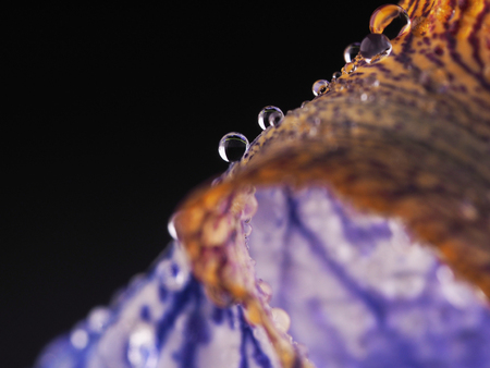 Blue irises on a dark backgroundの写真素材