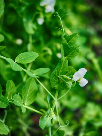 Pea plantの写真素材