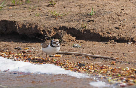 Sandpiper on the river