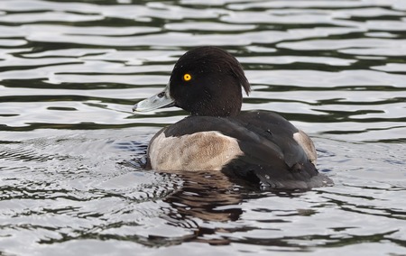 duck Aythya fuligula on the river bank