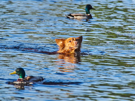 red dog swimming in the riverの写真素材