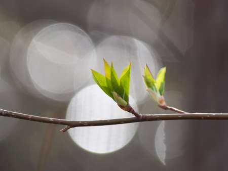first spring gentle leaves