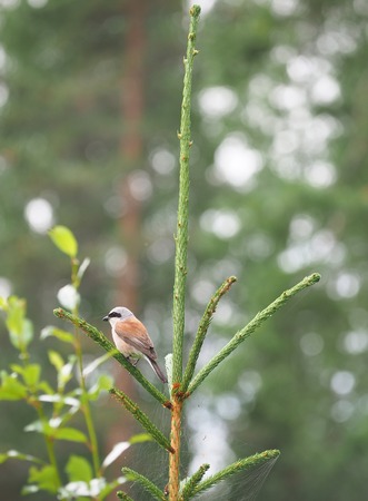 Shrike in the woodsの写真素材