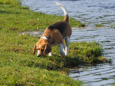 dog on the riverの写真素材