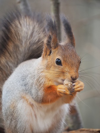 squirrel in the parkの写真素材