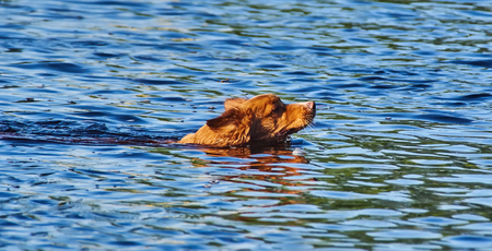 red dog swimming in the riverの写真素材
