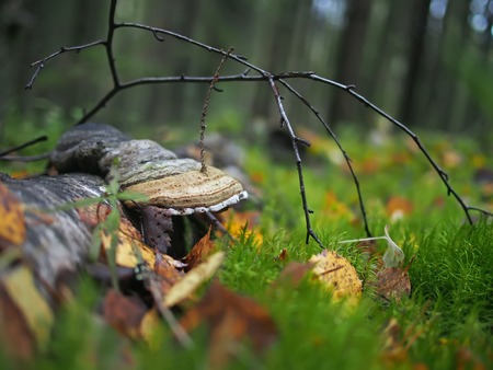 mushrooms in the forest