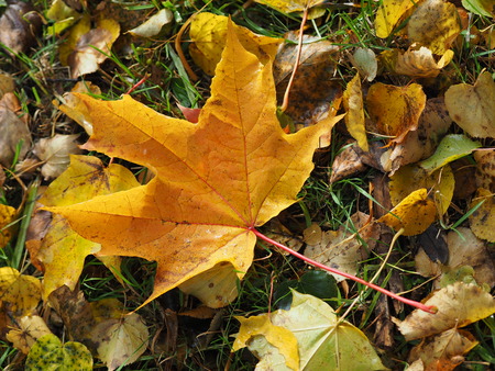 yellow leaves in the park. Autumn