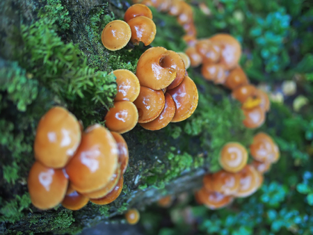 Hypholoma capnoides on a stump in the forest