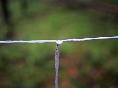 nylon rope on the tree trunkの写真素材