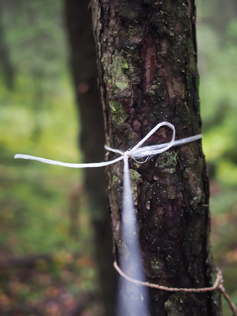 nylon rope on the tree trunkの写真素材