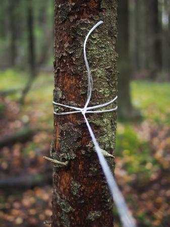nylon rope on the tree trunk