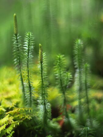 Lycopodium in the forestの写真素材