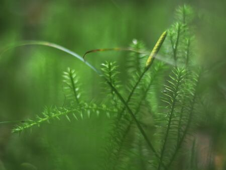 Lycopodium in the forest