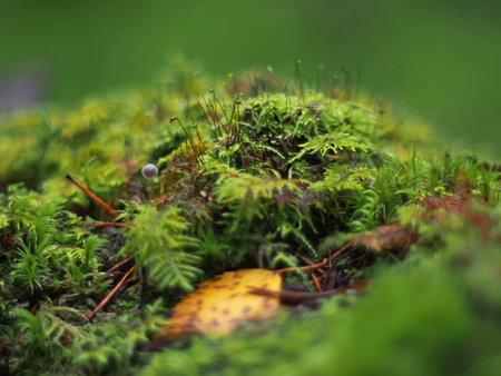 moss on a stumpの写真素材